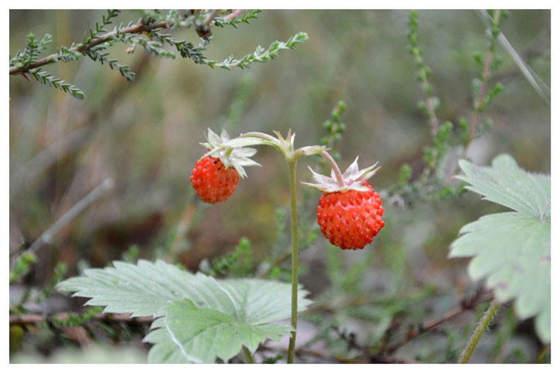 Strawberries in the forest