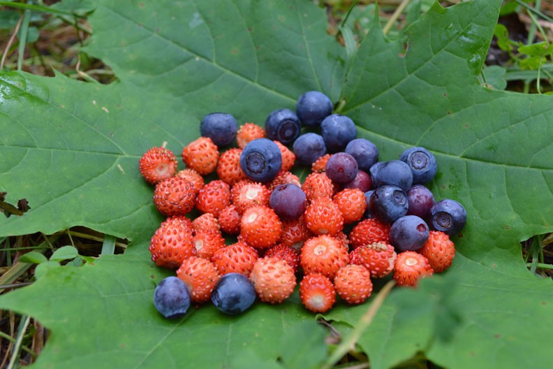 Berries from forest